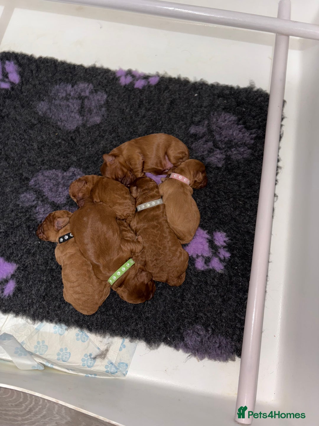 Cockapoo dogs for sale: F1b cockapoo - Advert 5