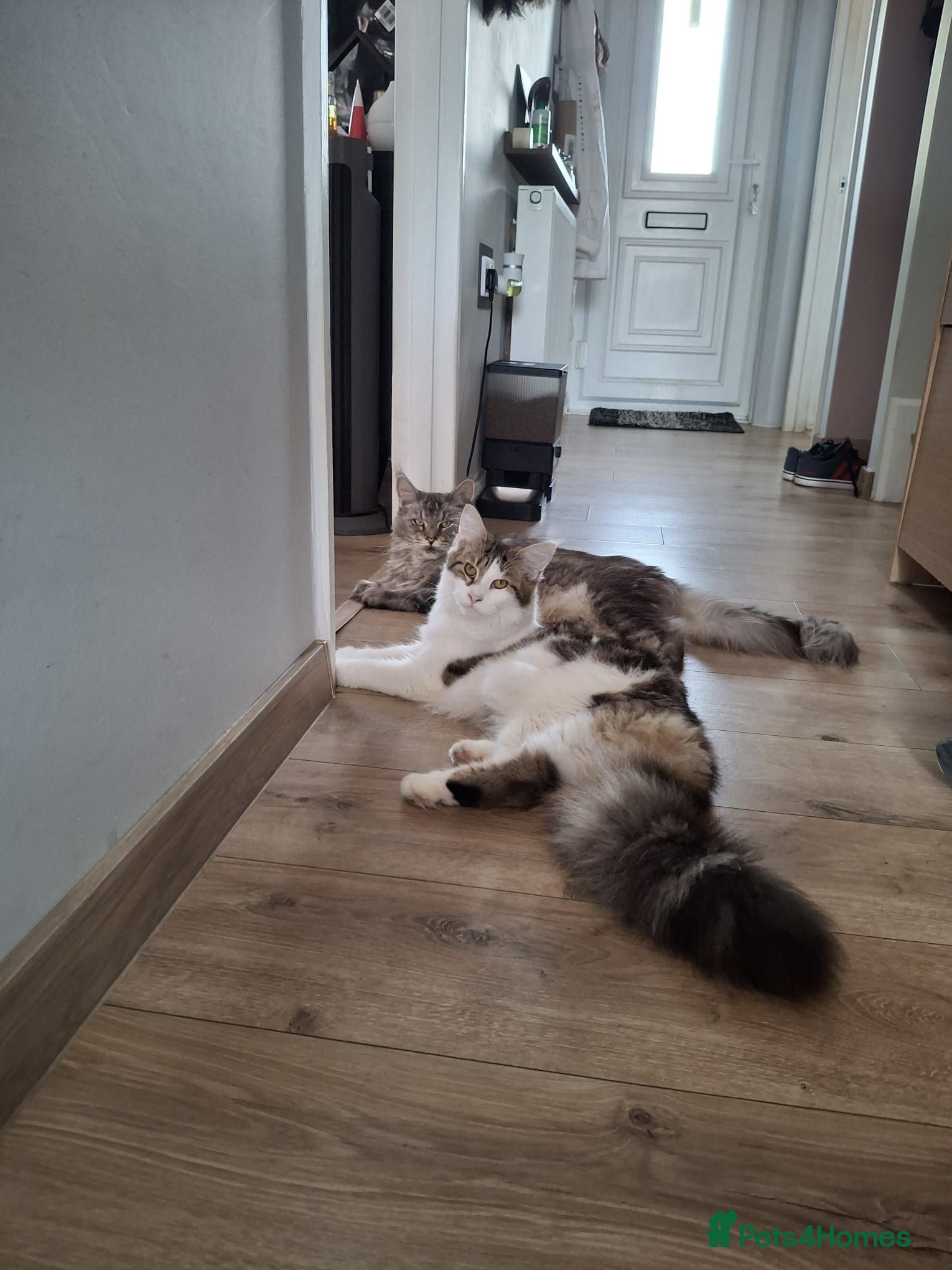 Maine Coon cats Amazing Jasmine😍😍  - Advert 10