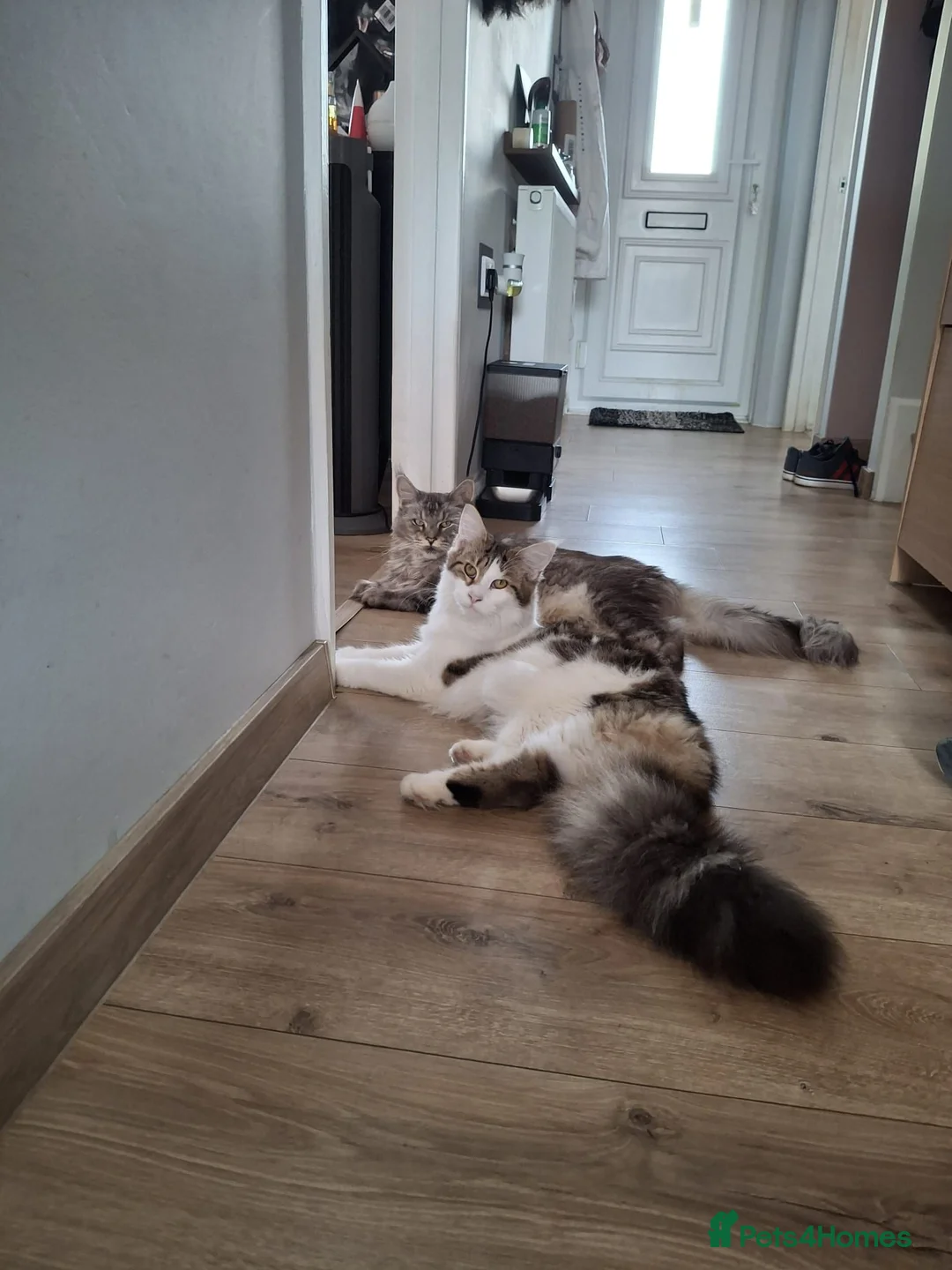 Maine Coon cats for sale: Amazing Jasmine😍😍  - Advert 1