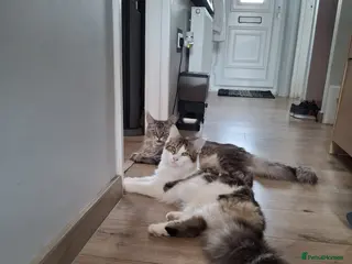 Maine Coon cats Amazing Jasmine😍😍 - Advert 10