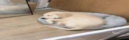 Golden Retriever dogs for sale: Golden Retriever Puppy Looking For Loving Home - Advert 18