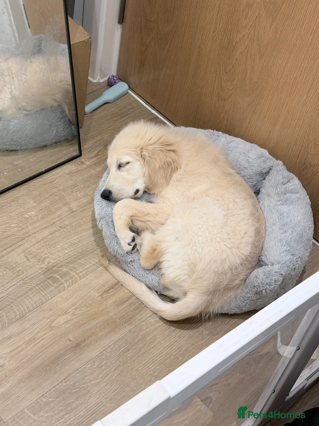 Golden Retriever dogs for sale: Golden Retriever Puppy Looking For Loving Home - Advert 18