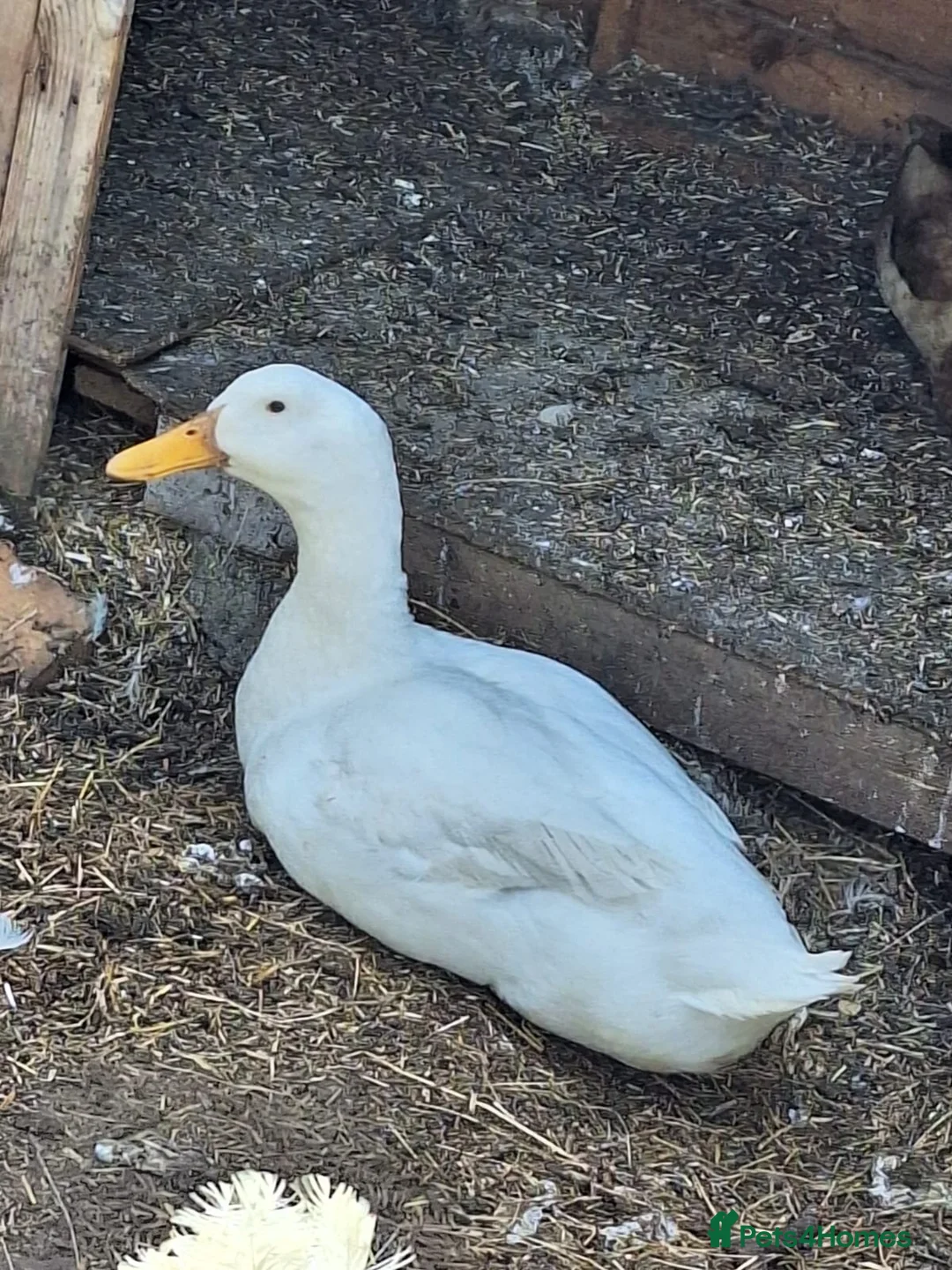 Ducks poultry for sale: 3 ducks for sale 2 runners 1 cherry valley - Advert 2