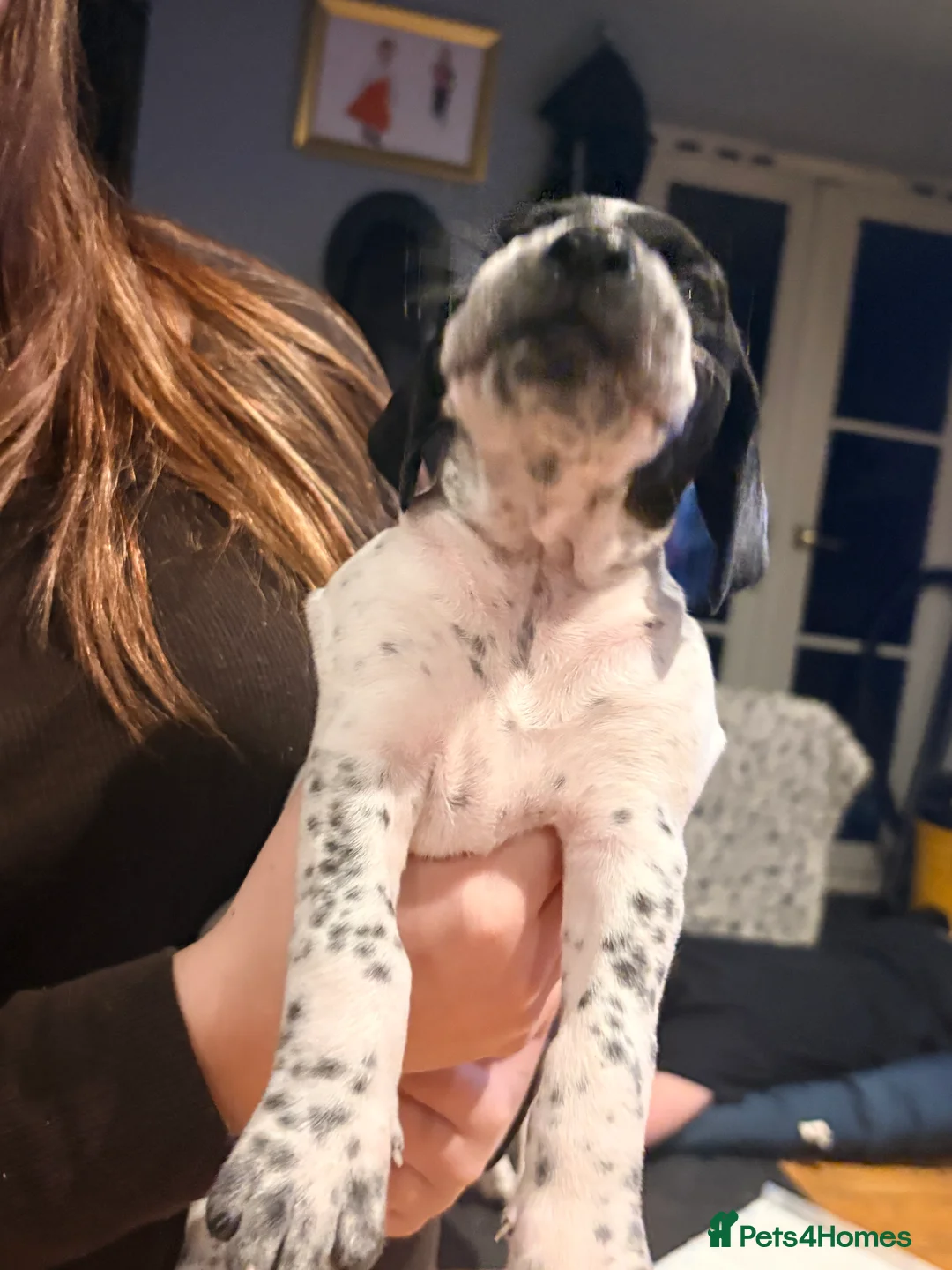 Pointer dogs for sale: Last gorgeous puppy looking for a loving home  - Advert 32