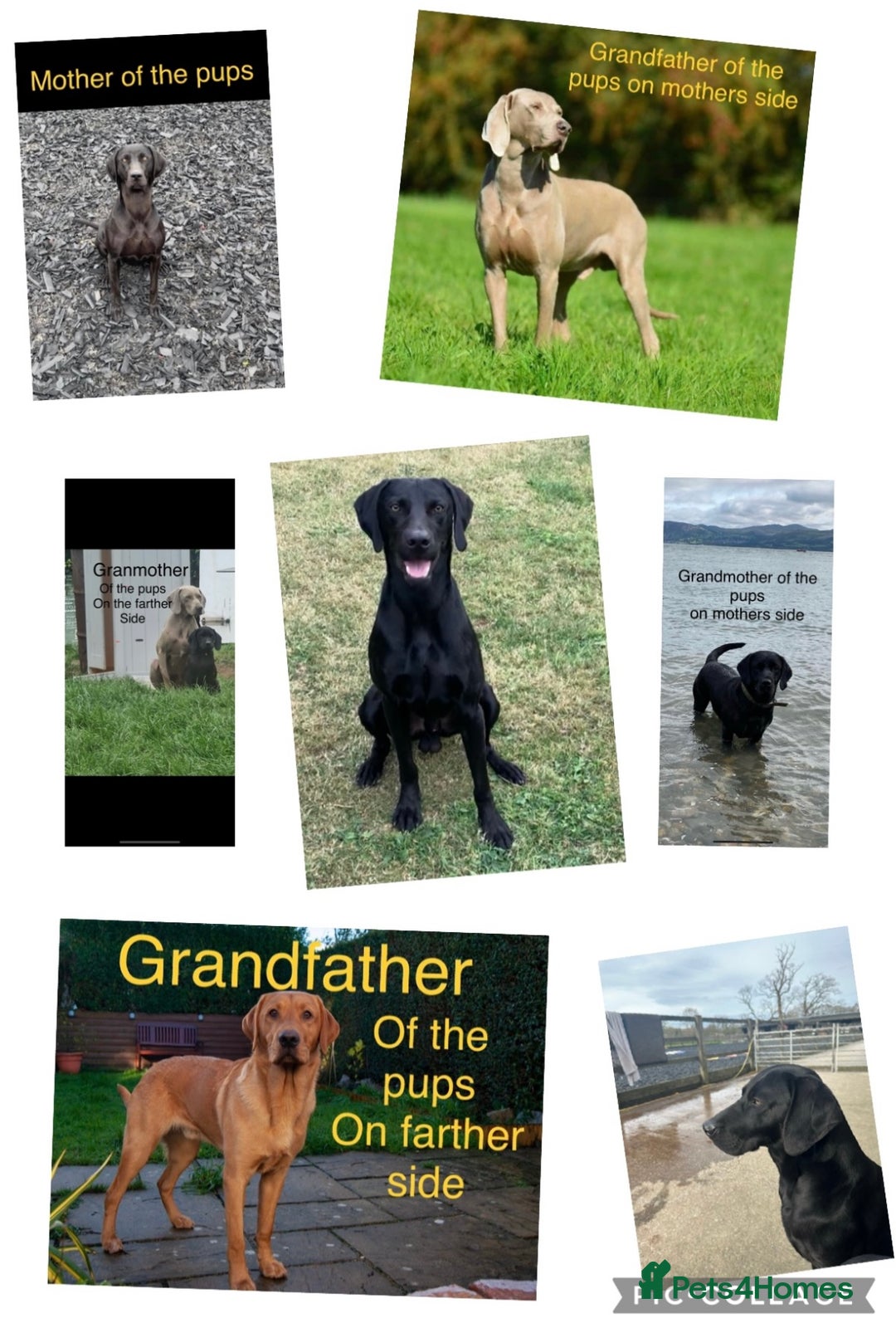 Mixed Breed dogs for sale: 6/9 F2 Weimador / Labmaraner  - Advert 3