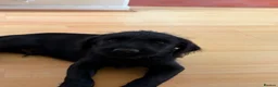 Labradoodle dogs for sale: A litter of 2 Labradoodle Black male pups  - Advert 6