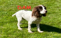 Cockapoo dogs for sale: Toy F1 Cockerpoo Puppies x2 girls x2 boys - Image 14
