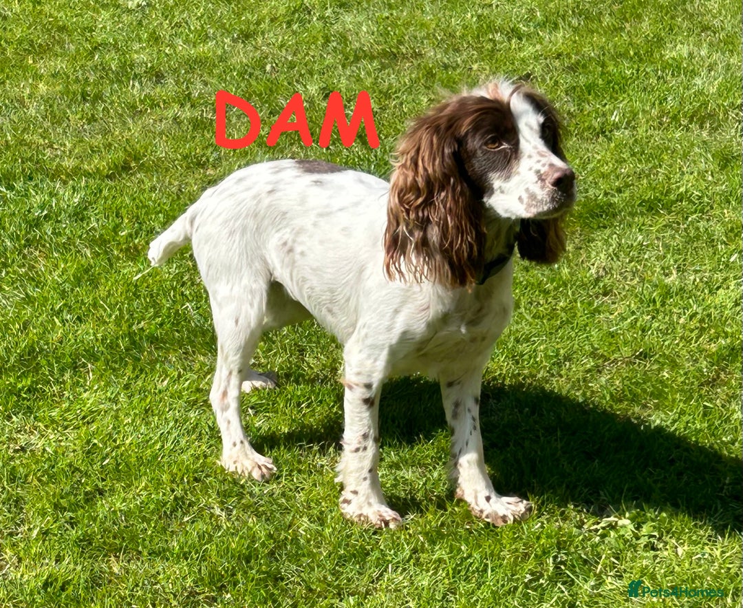 Cockapoo dogs for sale: Toy F1 Cockerpoo Puppies x2 girls x2 boys - Image 14