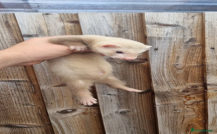 Ferret rodents - Advert 1