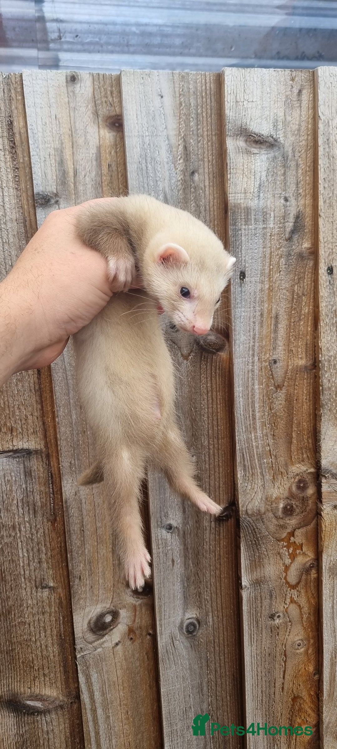 Ferret rodents for sale: Hob kit working lines - Image 1
