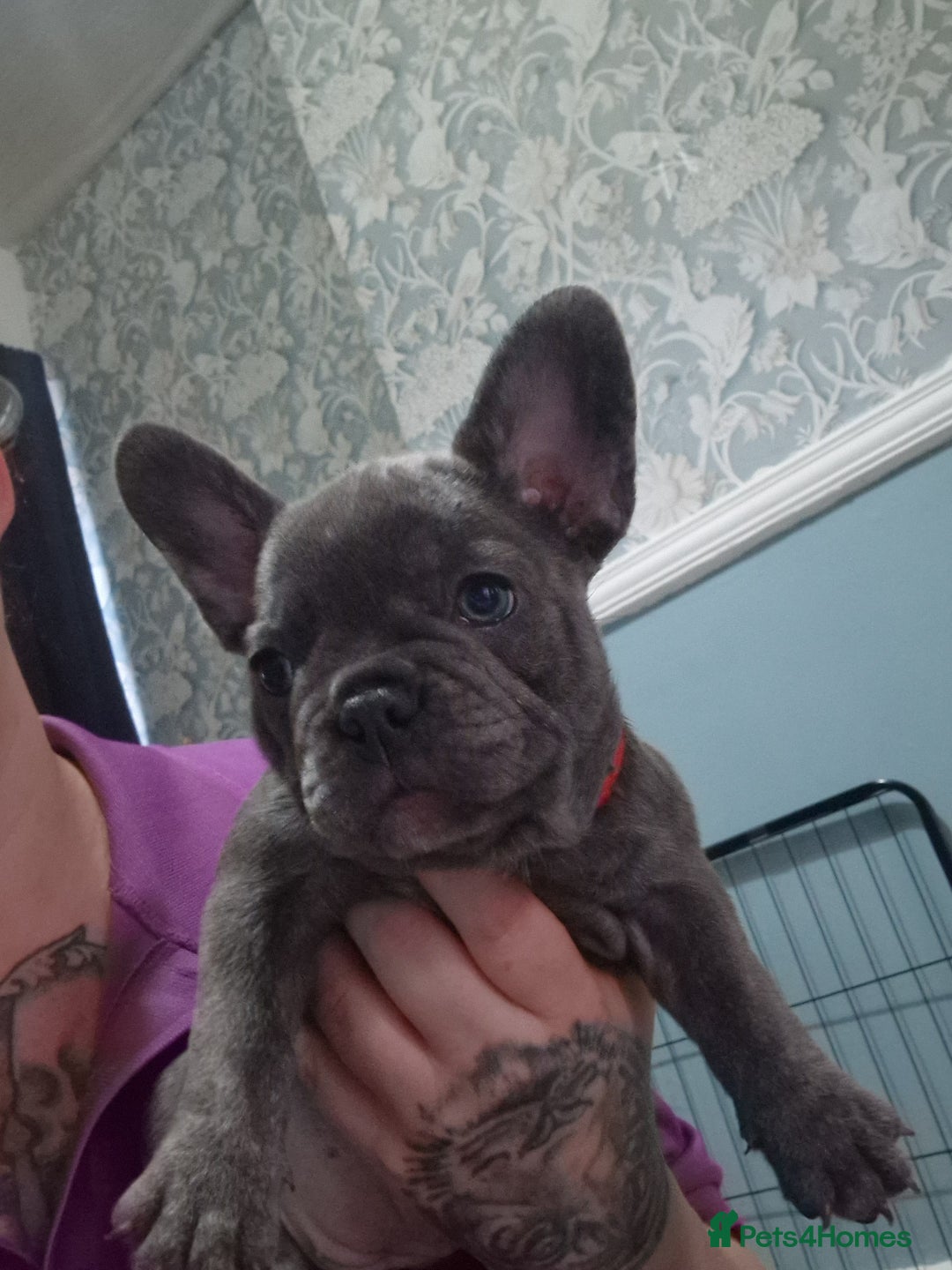 French Bulldog dogs for sale: Beautiful brindle french-bulldog girl left!  - Image 16