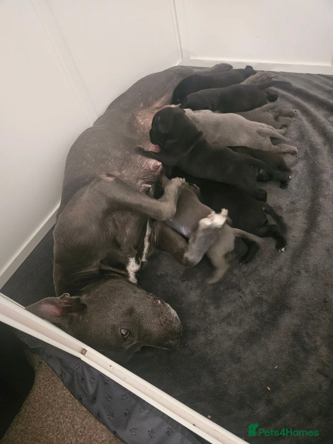 Staffordshire Bull Terrier dogs for sale: Staffordshire Bull Terrier Puppies 🐾 - Advert 20