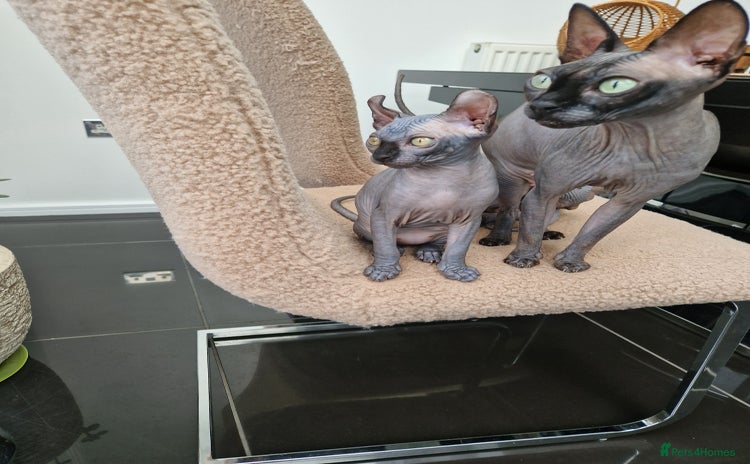 Sphynx cats - Advert 2