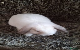 Mini Lop rabbits for sale: Cute & Cuddly Baby Mini Lops - Image 3
