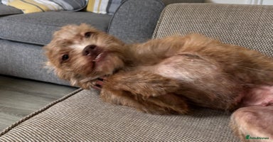 Mixed Breed dogs Lovely Bossipoo - Advert 2