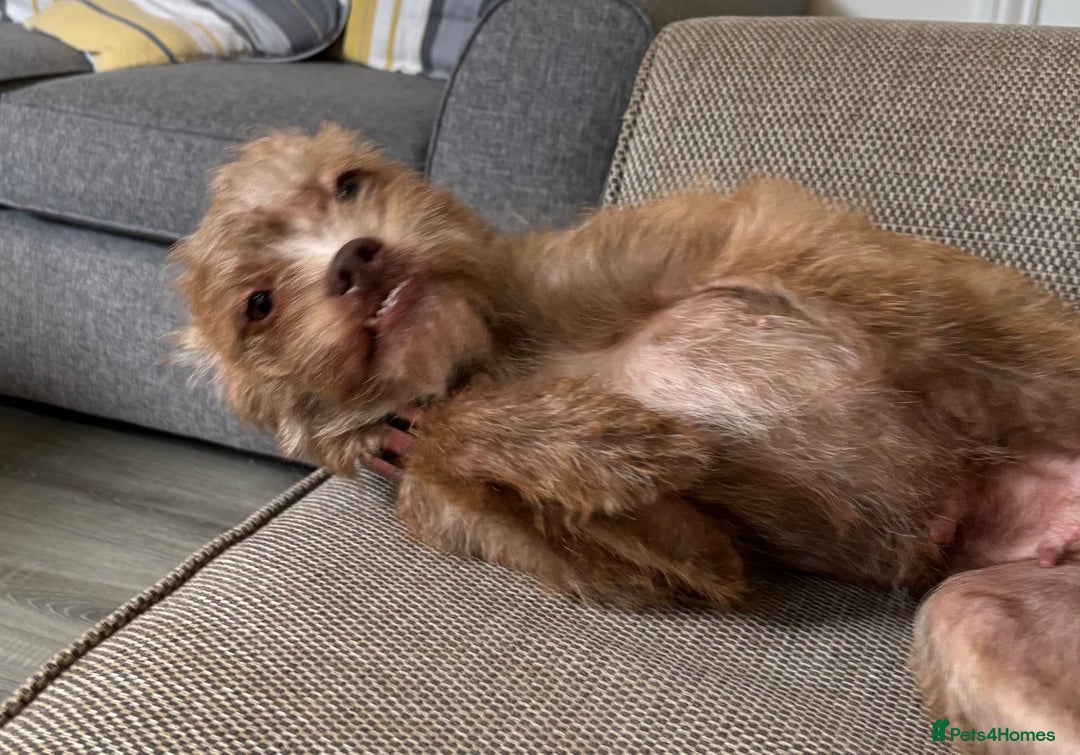 Mixed Breed dogs for sale: Lovely Bossipoo - Advert 3