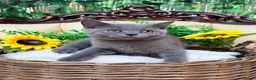 British Shorthair cats for sale: 🩵Fluffy British Shorthair🩵BOY - Advert 23