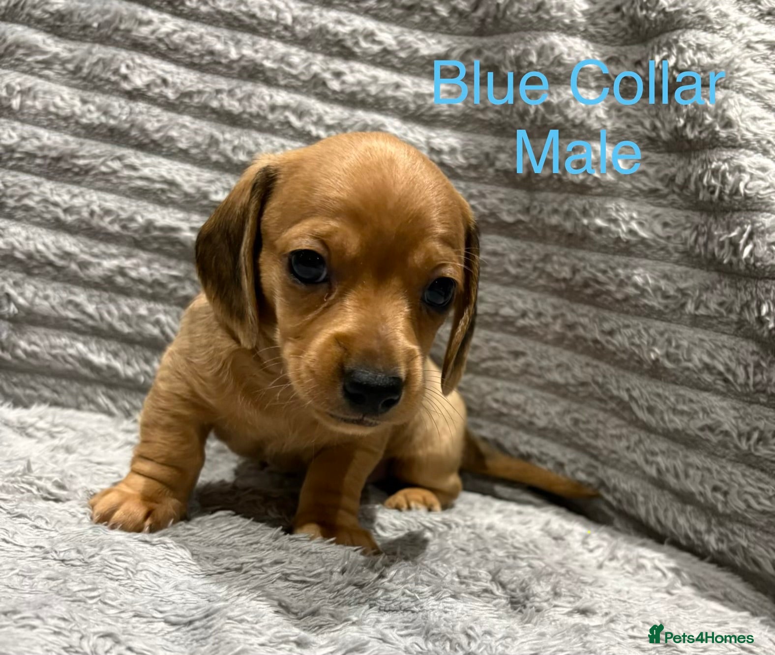 Miniature Dachshund dogs Miniature Dachshund Puppies💕 - Advert 8