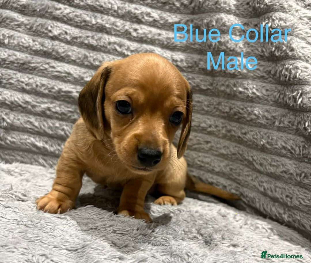 Miniature Dachshund dogs for sale: Miniature Dachshund Puppies💕 - Advert 9