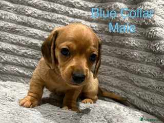 Miniature Dachshund dogs Miniature Dachshund Puppies💕 - Advert 8