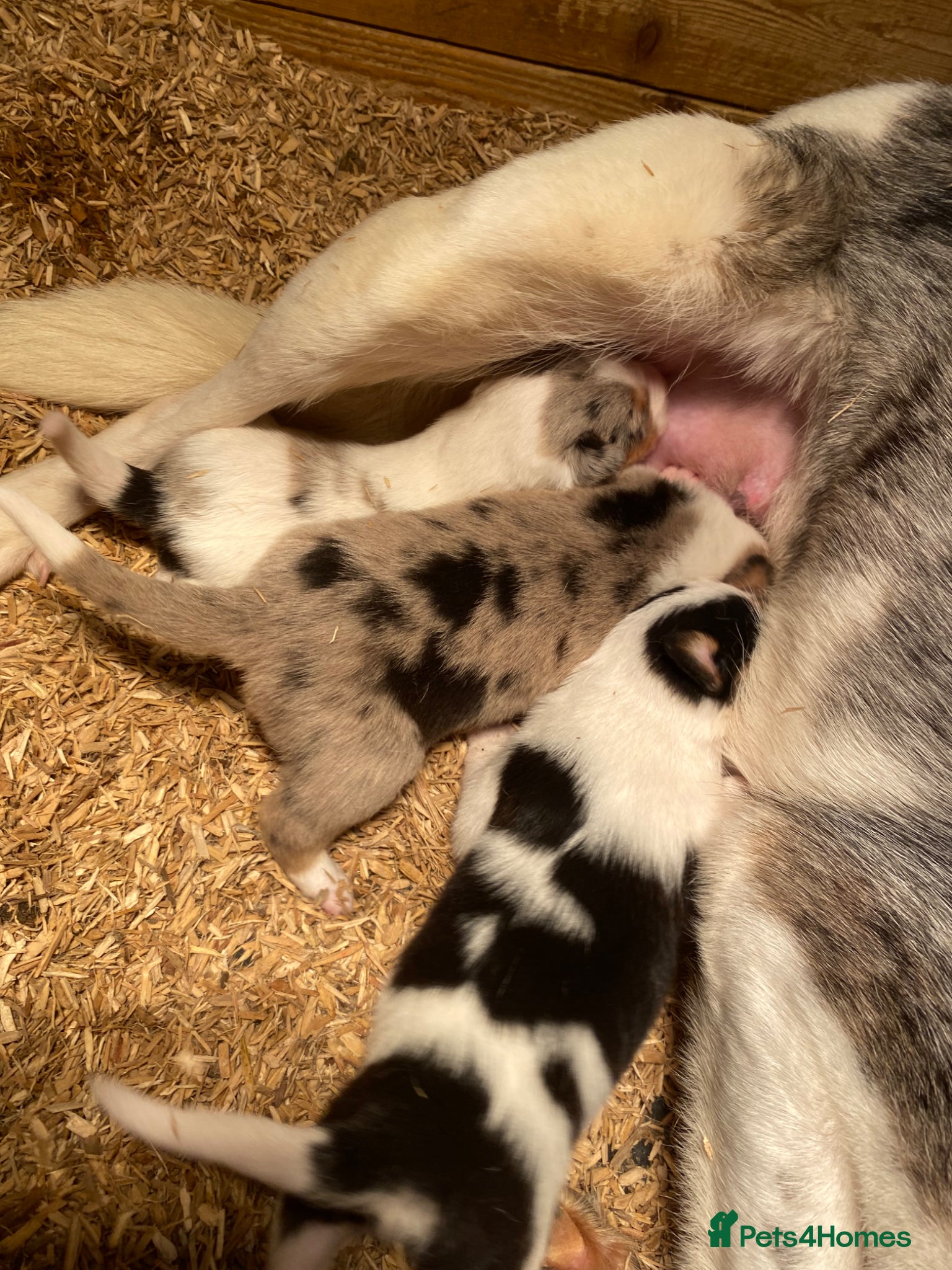 Border Collie dogs Border Collie Puppies for sale - Advert 1