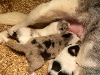 Border Collie dogs Border Collie Puppies for sale - Advert 1