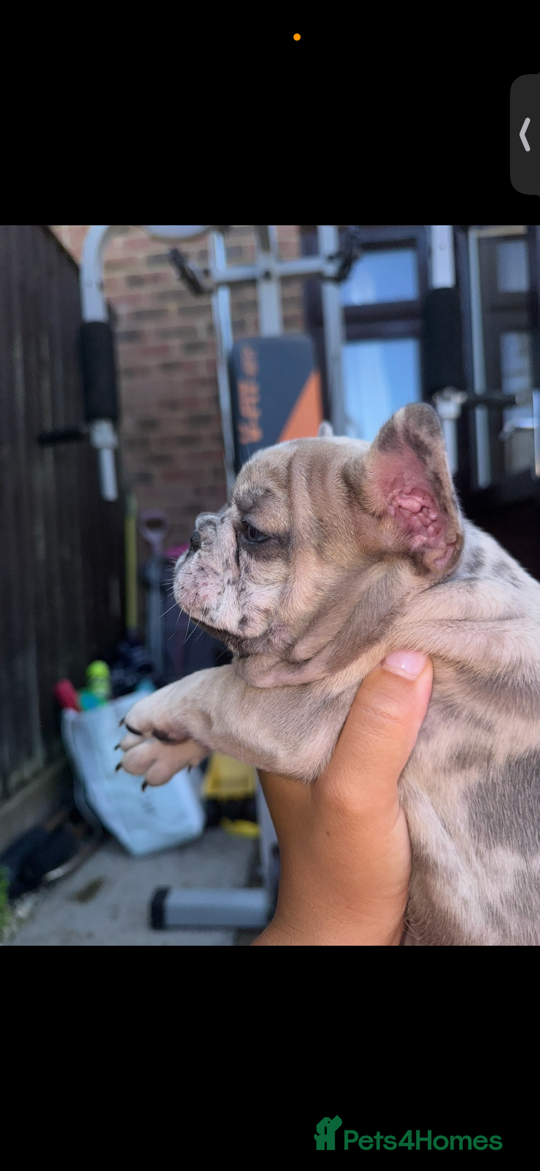 French Bulldog dogs for sale: Merle female French bulldog💗 - Image 1