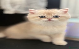 British Shorthair cats for sale: 🌟Adorable Pure BSH 5 kittens 🌟 - Image 17