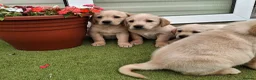 Goldador dogs for sale: Goldador Puppies  - Advert 5