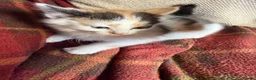 Mixed Breed cats for sale: Kittens for sale  - Advert 7