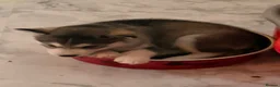 Siberian Husky dogs for sale: Stunning husky pups  - Advert 19