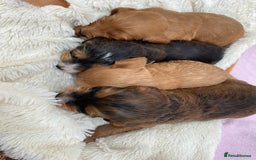 Cockapoo dogs for sale: F1 Cockapoo Puppies  - Image 3