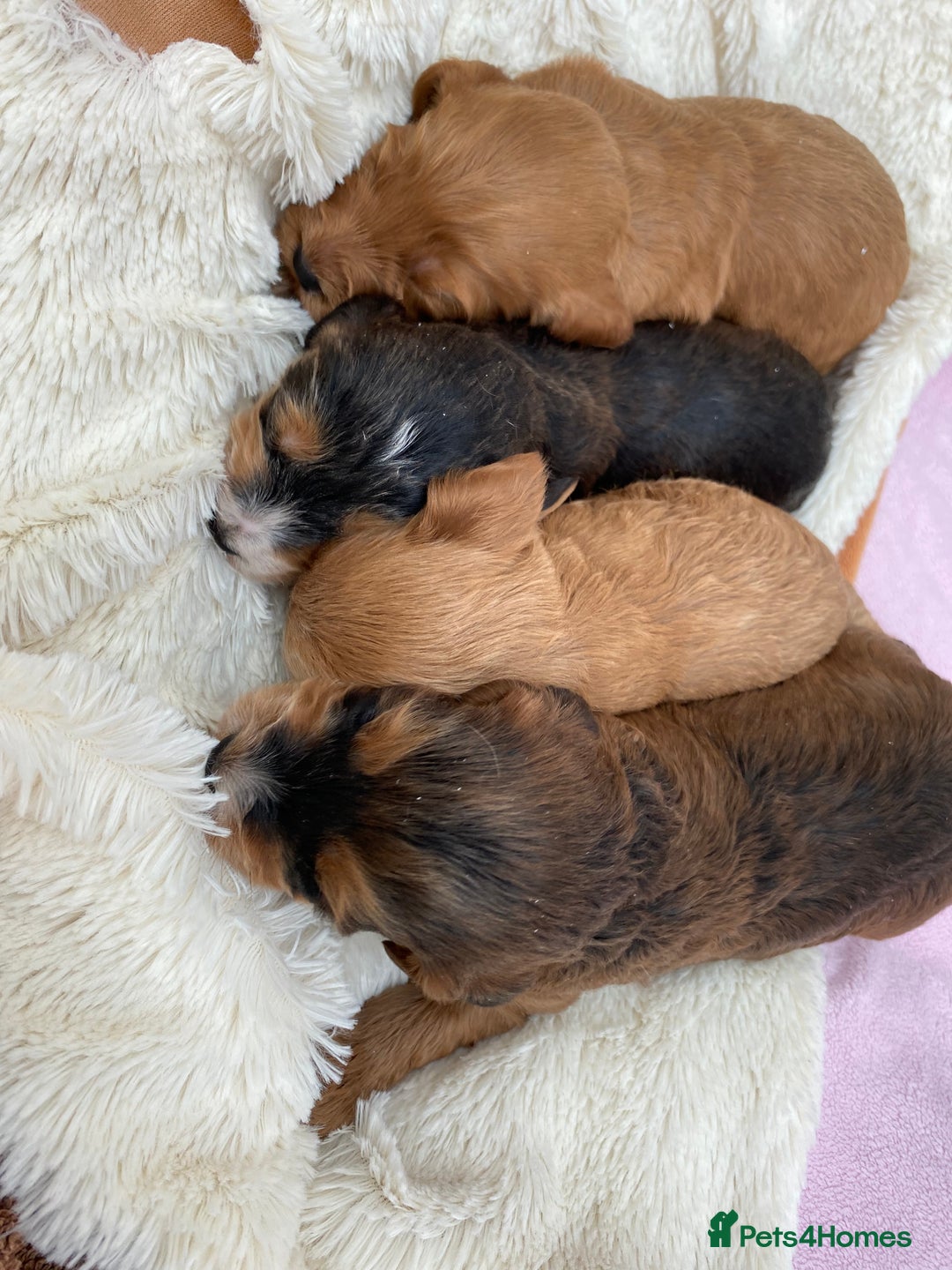 Cockapoo dogs for sale: F1 Cockapoo Puppies  - Image 3