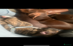 Alapaha Blue Blood Bulldog dogs for sale: Alapaha blue bulldog puppy  - Image 17