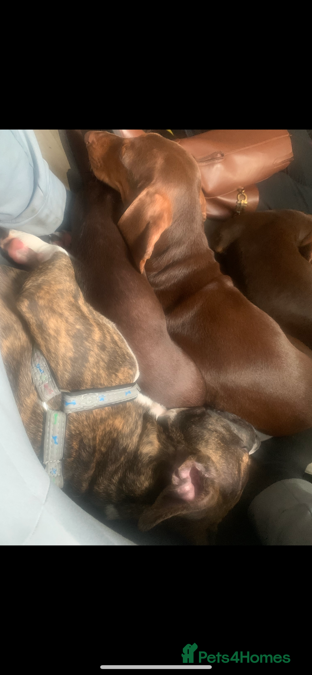 Alapaha Blue Blood Bulldog dogs for sale: Alapaha blue bulldog puppy  - Image 17