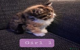 Norwegian Forest Cat cats for sale: Norwegian forest cross kittens - Image 3