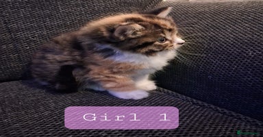 Norwegian Forest Cat cats - Advert 10