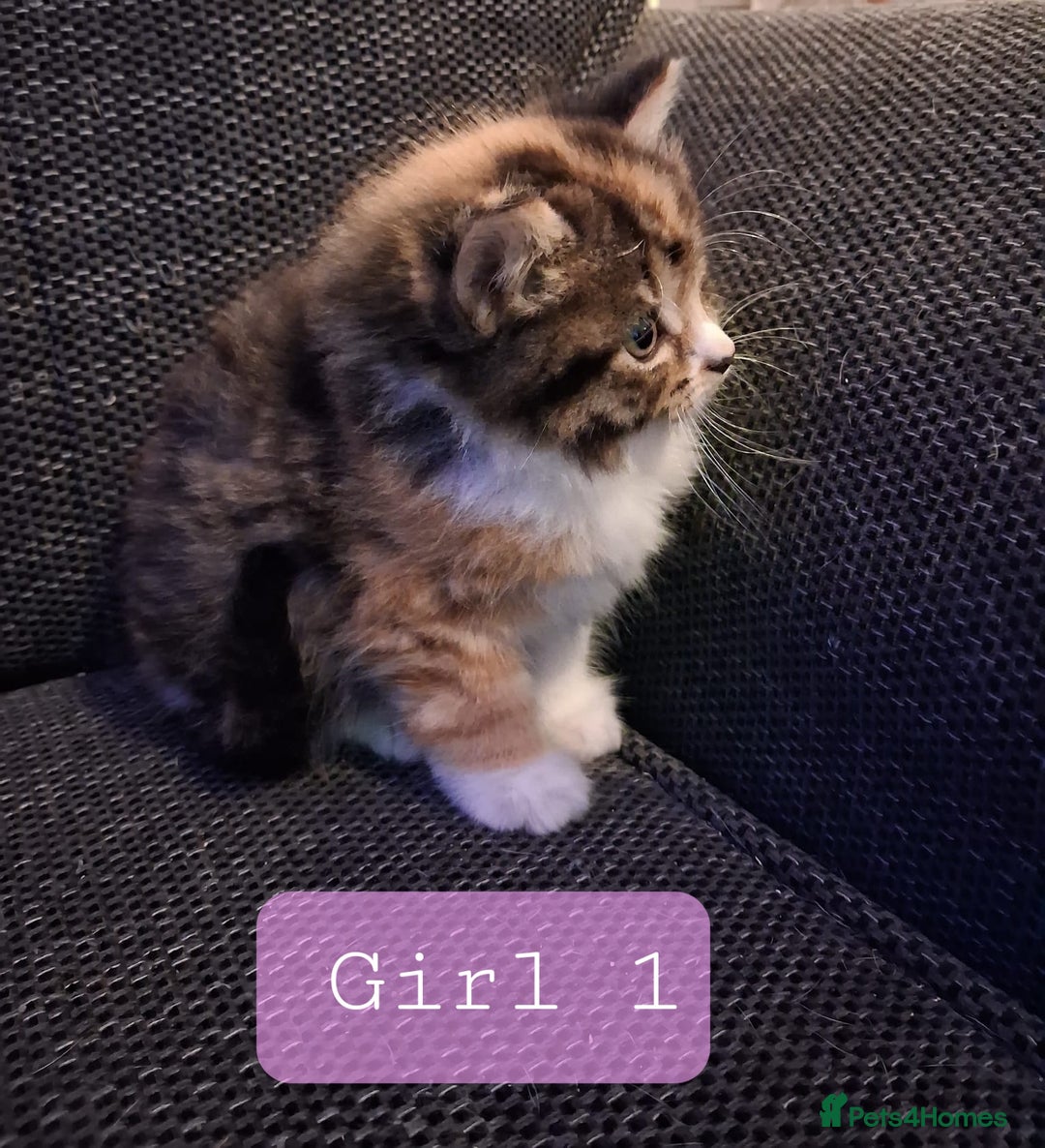 Norwegian Forest Cat cats for sale: Norwegian forest cross kittens - Image 3