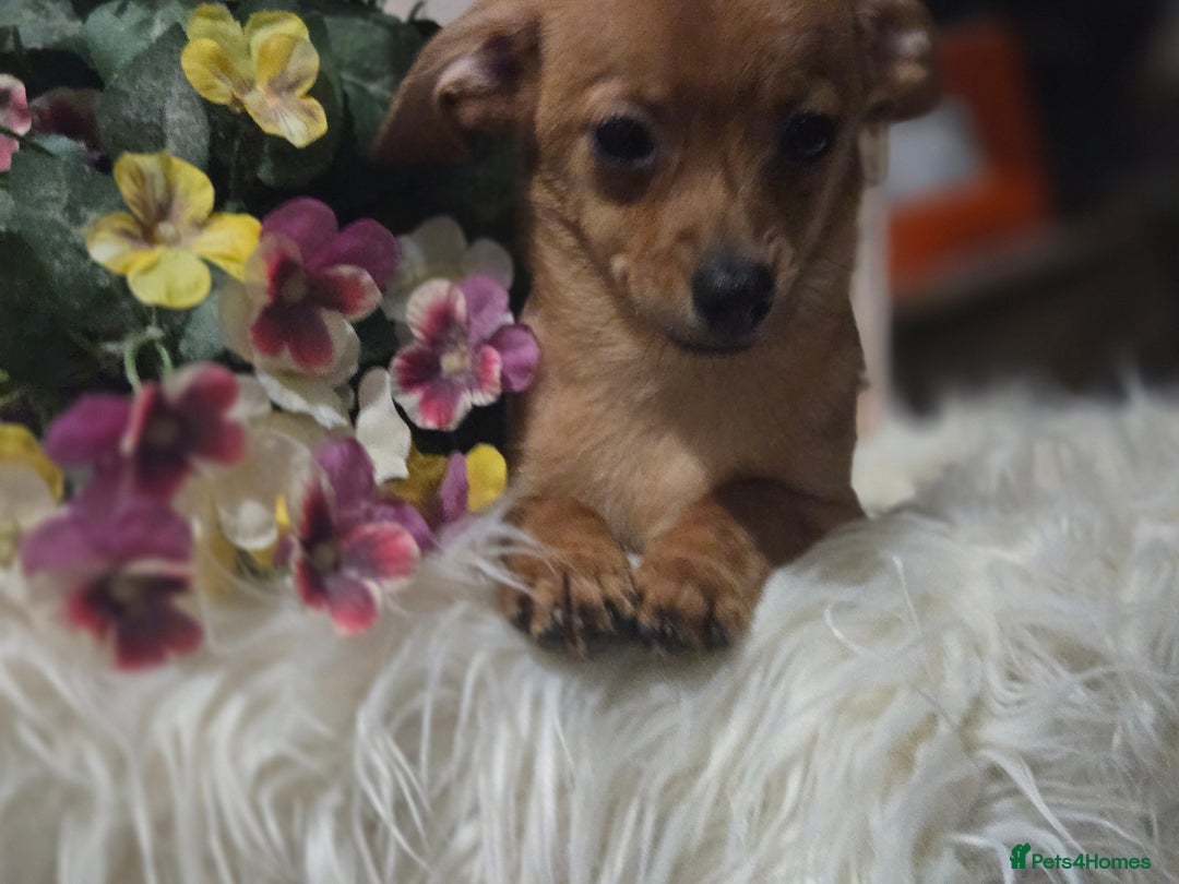 Mixed Breed dogs for sale: Pomweenies 💕💕 - Advert 1