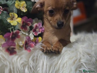 Mixed Breed dogs Pomweenies 💕💕 - Advert 5