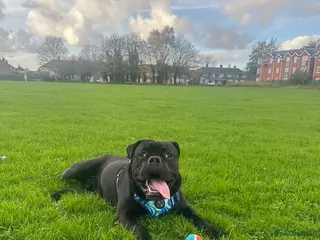 Cane Corso dogs Cane corso 1 year old - Advert 3