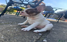 French Bulldog dogs for sale: 1 BOY LEFT KC  - Image 3