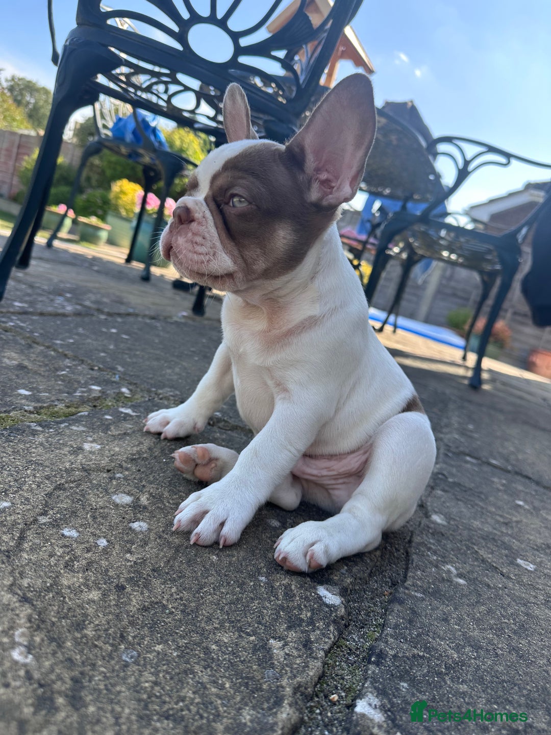 French Bulldog dogs for sale: 1 BOY LEFT KC  - Image 3