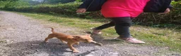 Lurcher dogs for sale: Last Outstanding male Lurcher Puppy - Advert 1