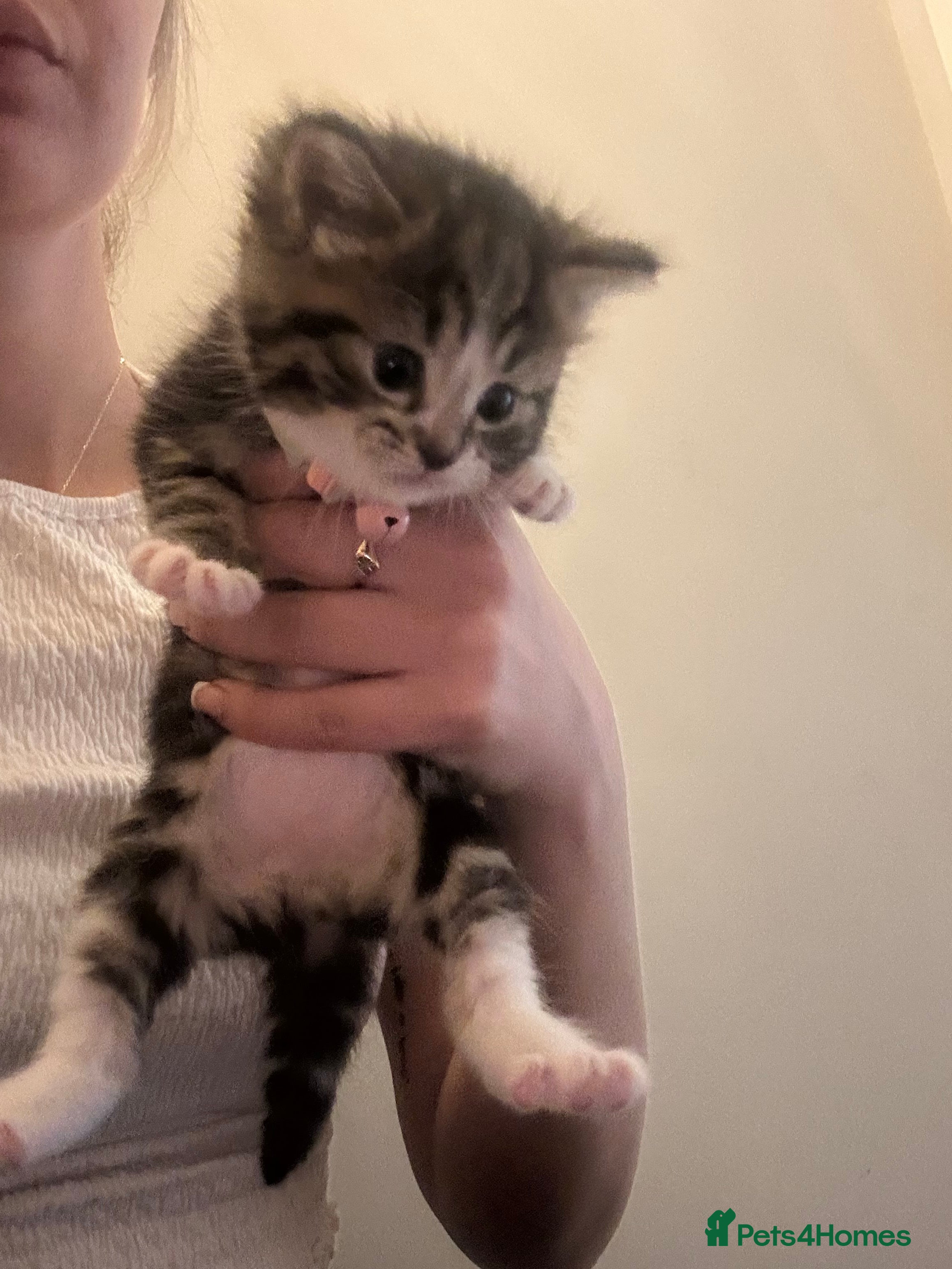 Mixed Breed cats Mixed Bengal Beautiful Kittens  - Advert 3