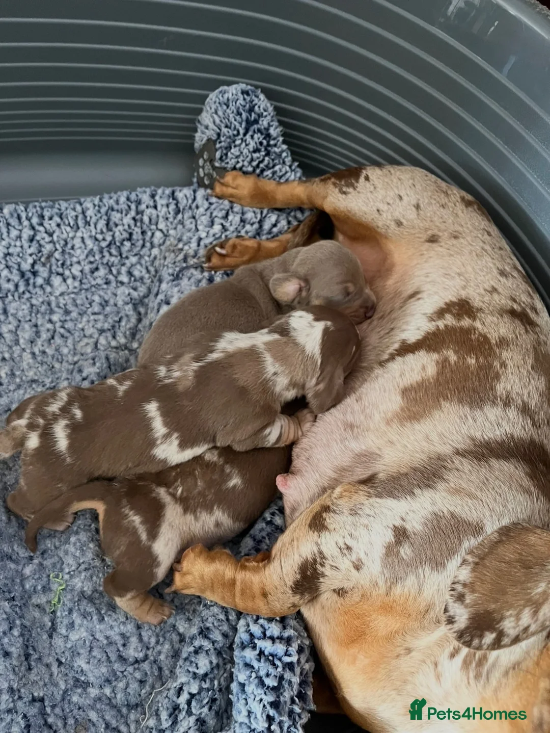 Dachshund dogs for sale: Dachshund Miniature x 2 boys - Advert 2