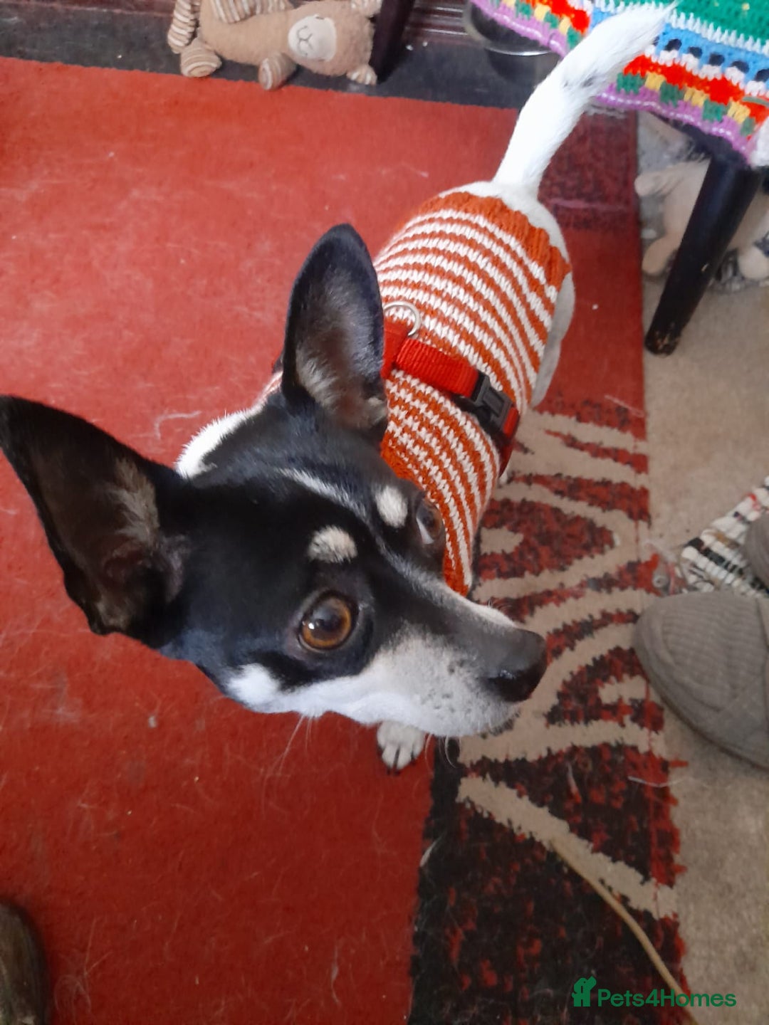 Chihuahua dogs for adoption: Tilda the tiny heart thief with big personality - Advert 3