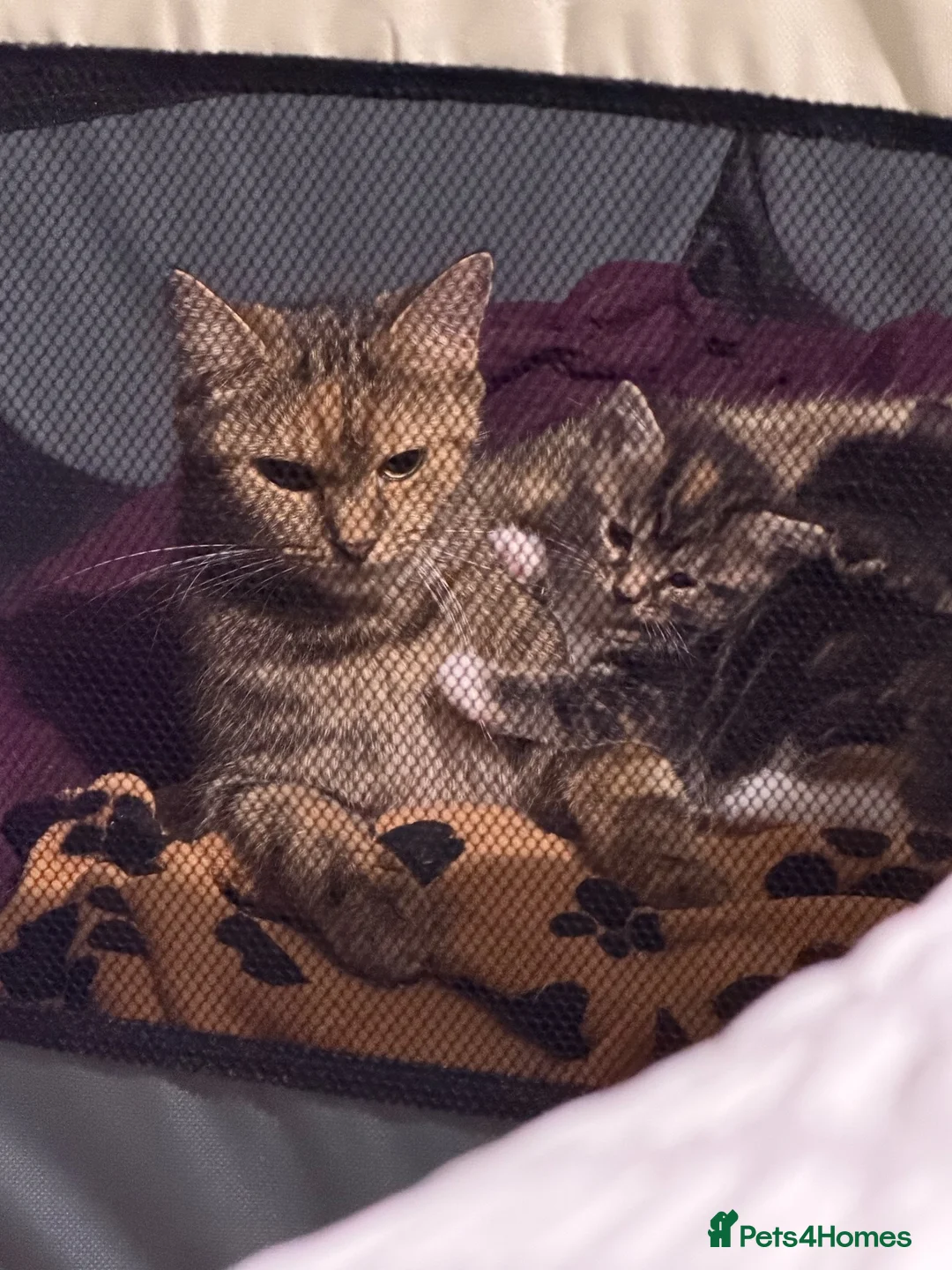 Mixed Breed cats for sale: BEAUTIFUL HOME REARED TABBY KITTENS ready 19/08/26 - Advert 2