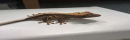 Gecko reptiles for sale: Various Crested geckos  - Advert 2