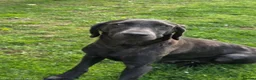 Labrador Retriever dogs for sale: 🤍 beautiful chunky silver/charcoal KC reg pups 🤍 - Advert 6